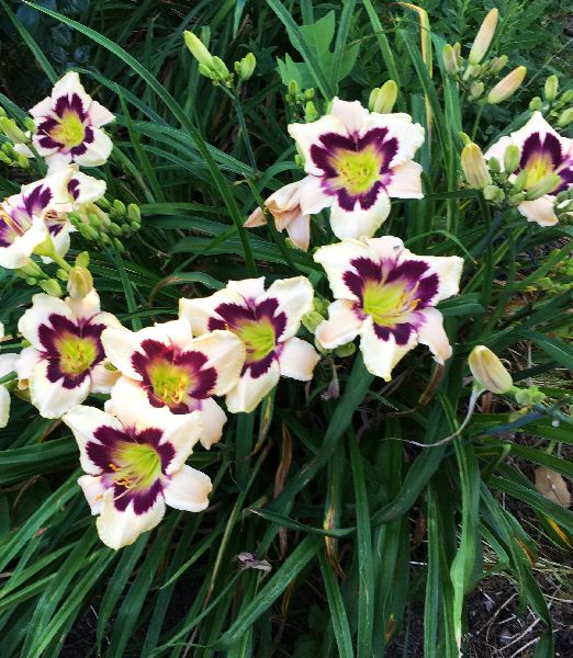 Hemerocallis ‘Moonlit Masquerade’